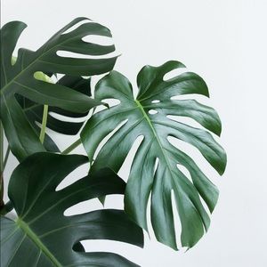 Meet your Posher, Jackson